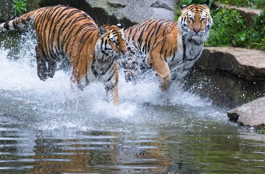 Overnight Jaipur to Ranthambore Tour – A Short Wildlife Escape from the Pink City