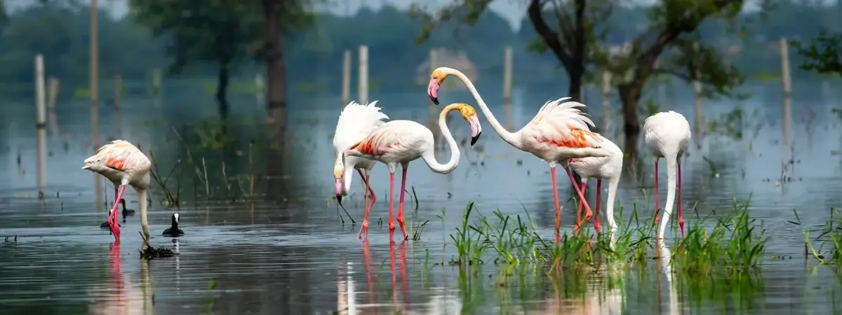 Golden Triangle Tour with Bharatpur Bird Sanctuary
