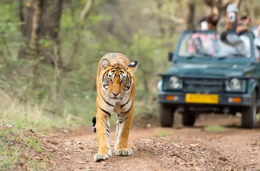 luxury-india-tour-with-tiger-safari-and-taj-mahal