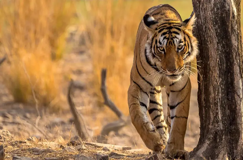 16 Days Cultural Rajasthan Tour with Wildlife – A Complete Royal Journey through Heritage, Desert & Jungle