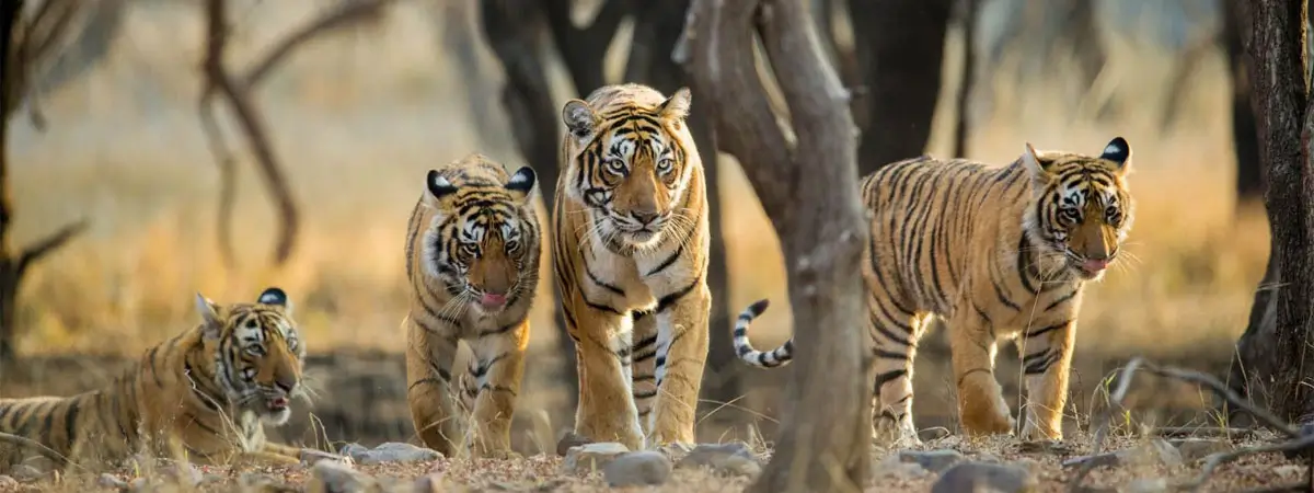 16 Days Cultural Rajasthan Tour with Wildlife