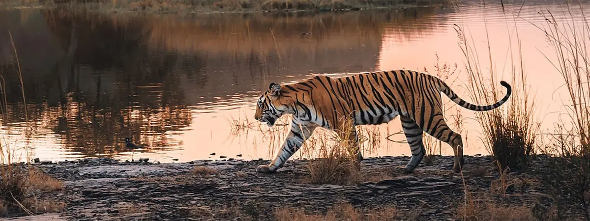 Jaipur Ranthambore Overnight Tour