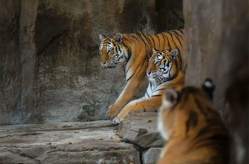 14 Days Rajasthan Tour with Ranthambore