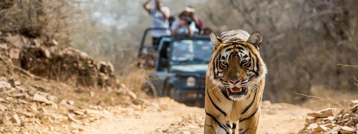 Golden Triangle Tour with Ranthambore